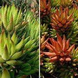 Haworthia coarctata DV87-75